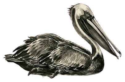 a brown pelican, ink and watercolor illustration